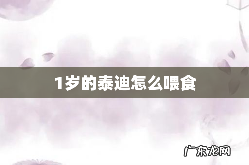 1岁的泰迪怎么喂食