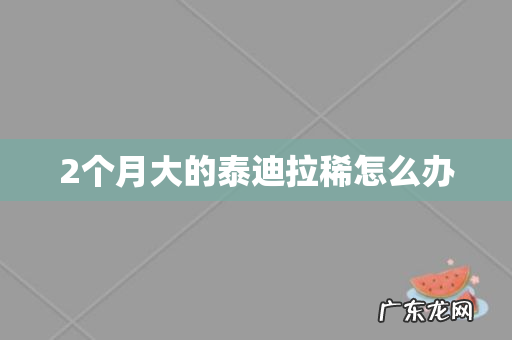 2个月大的泰迪拉稀怎么办