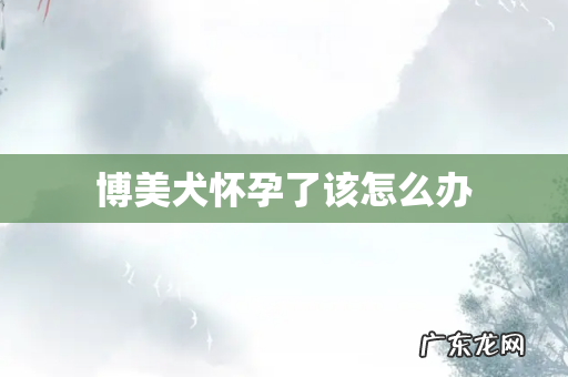 博美犬怀孕了该怎么办