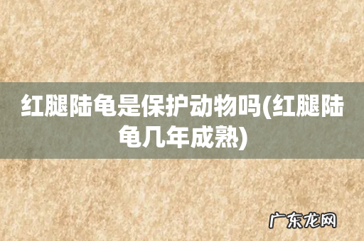 红腿陆龟几年成熟 红腿陆龟是保护动物吗