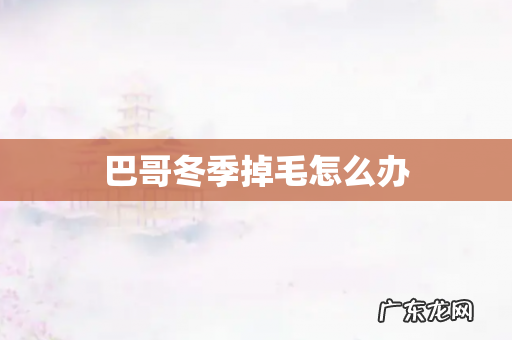 巴哥冬季掉毛怎么办