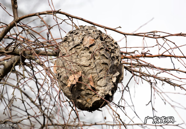 土蜂在家里筑巢风水 蜜蜂在屋檐下筑巢风水