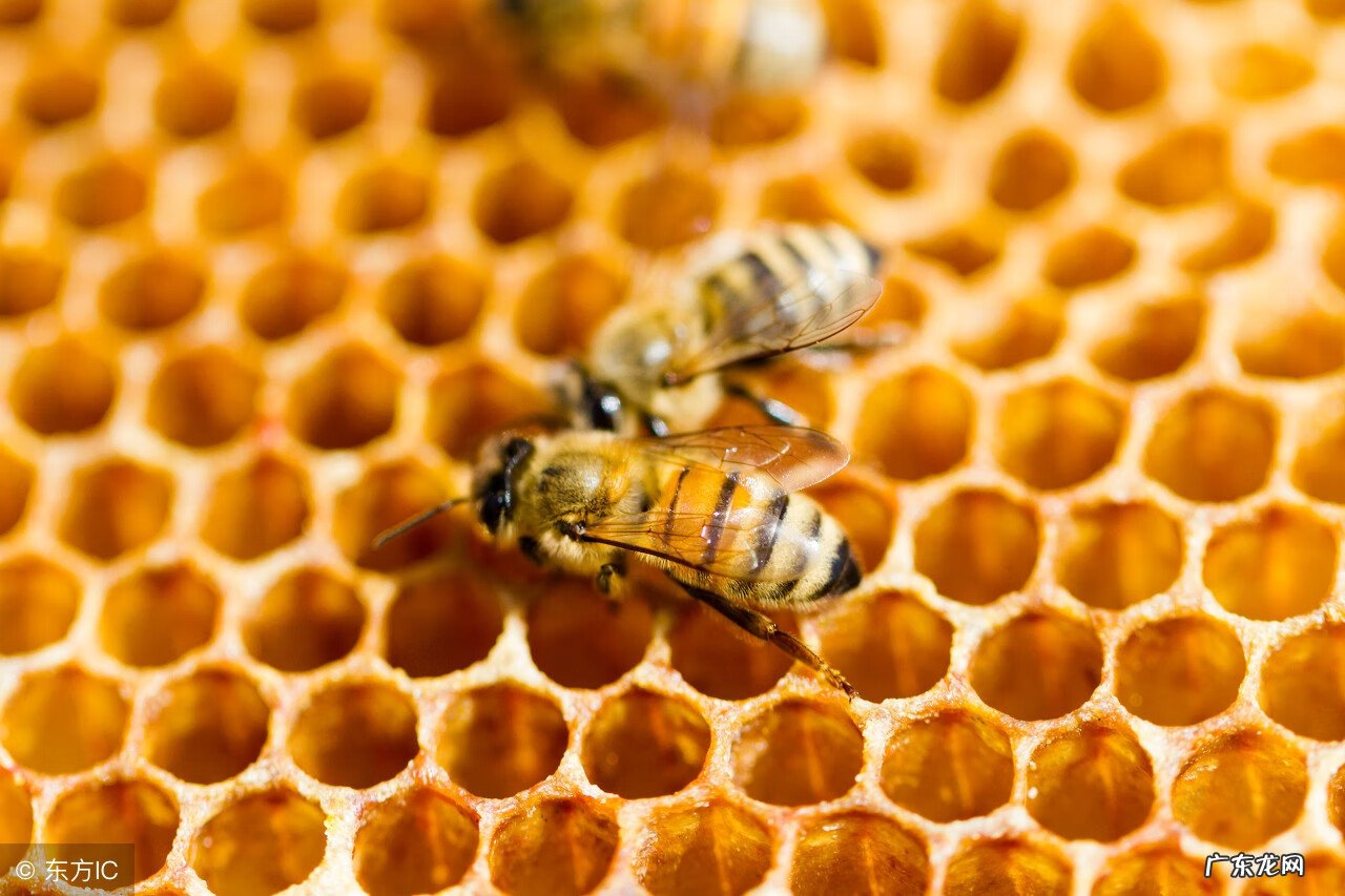 土蜂在家里筑巢风水 蜜蜂在屋檐下筑巢风水