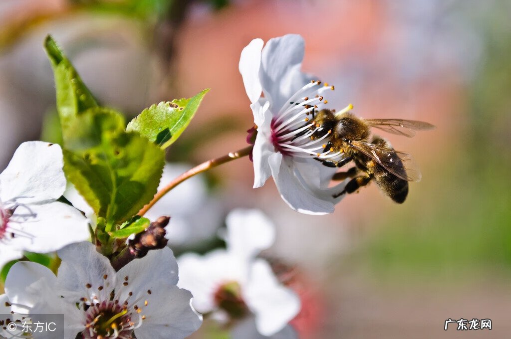 土蜂在家里筑巢风水 蜜蜂在屋檐下筑巢风水