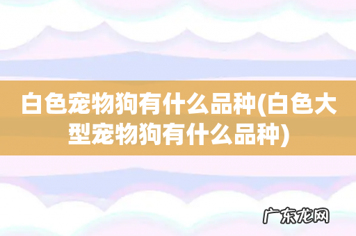 白色大型宠物狗有什么品种 白色宠物狗有什么品种