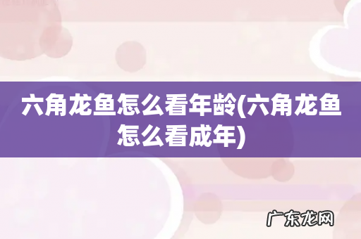 六角龙鱼怎么看成年 六角龙鱼怎么看年龄