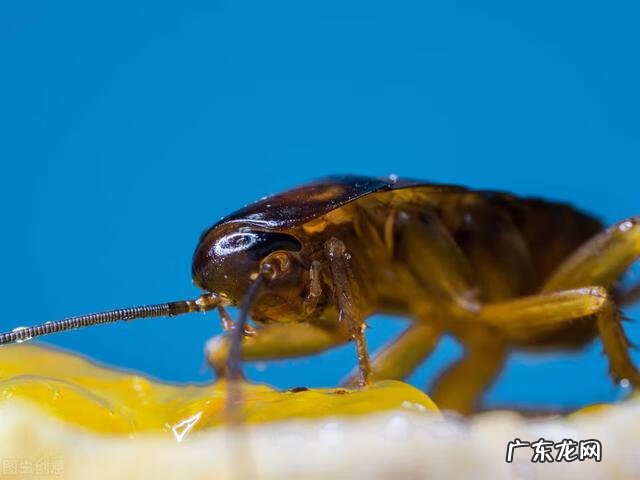 消灭蟑螂小妙招 防蟑螂