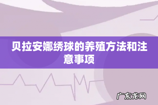 贝拉安娜绣球的养殖方法和注意事项