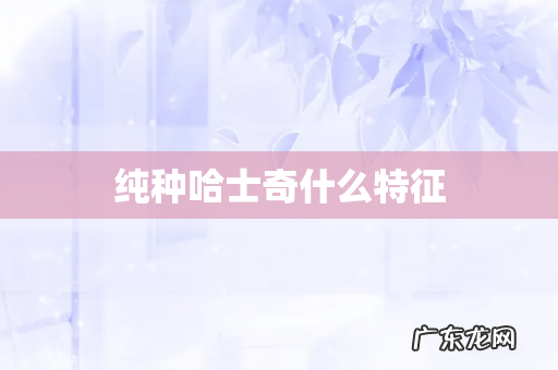 纯种哈士奇什么特征