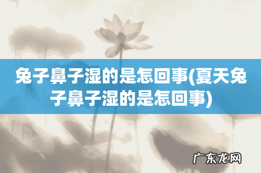 夏天兔子鼻子湿的是怎回事 兔子鼻子湿的是怎回事