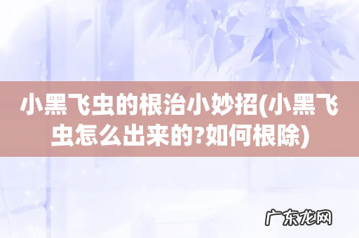 小黑飞虫怎么出来的?如何根除 小黑飞虫的根治小妙招