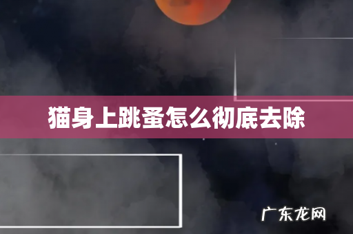 猫身上跳蚤怎么彻底去除