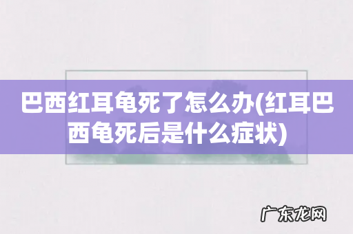 红耳巴西龟死后是什么症状 巴西红耳龟死了怎么办