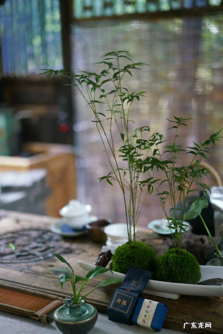 春风十里 春风水岸茶坊