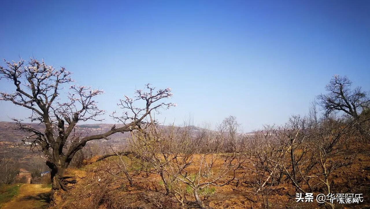 青州杏林堂 杏花 风水