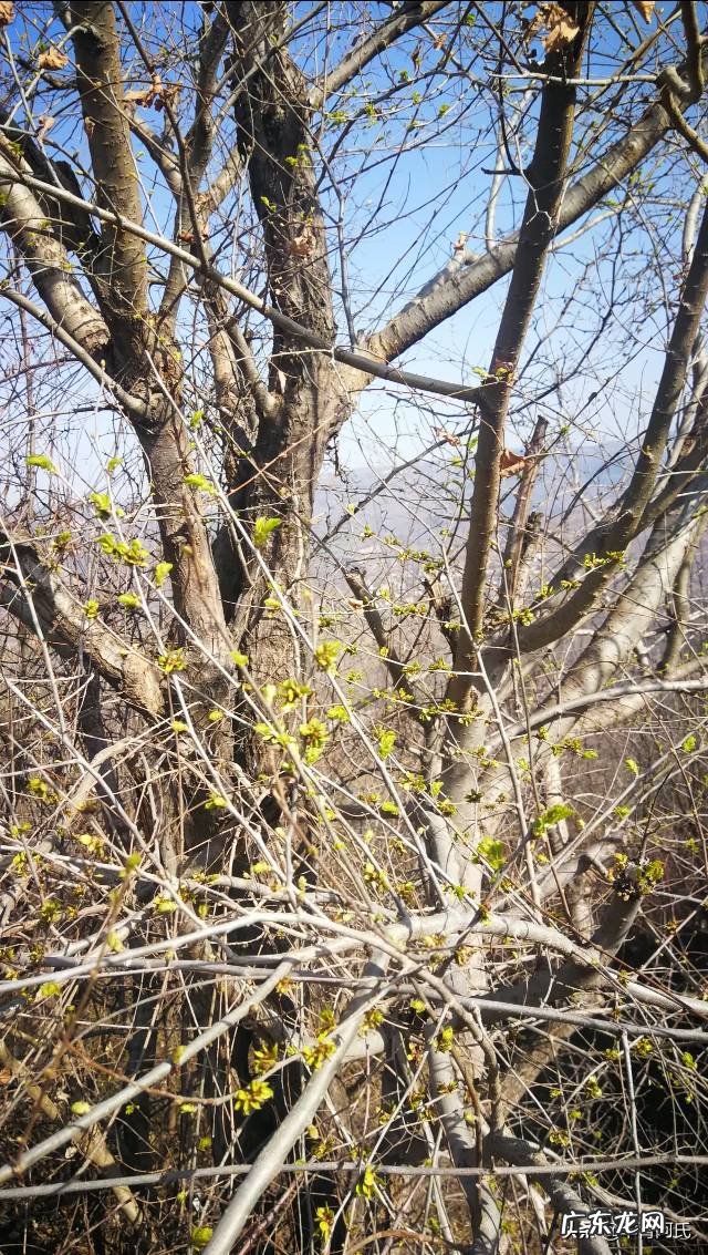 青州杏林堂 杏花 风水