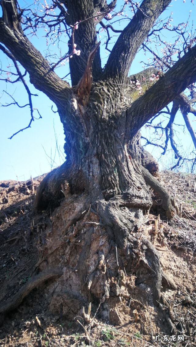 青州杏林堂 杏花 风水
