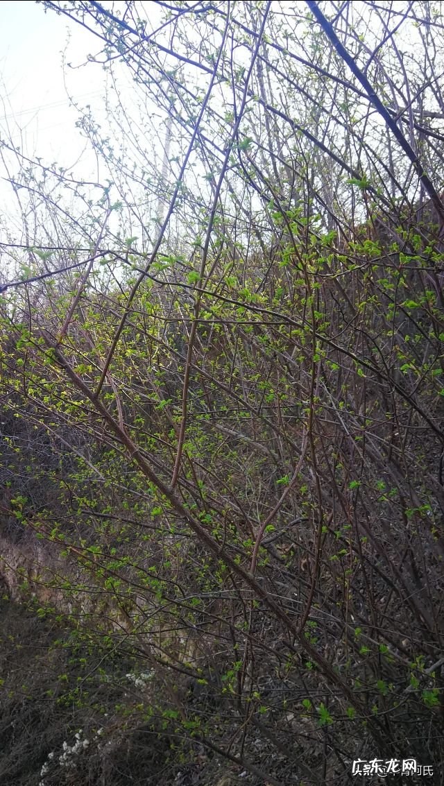 青州杏林堂 杏花 风水