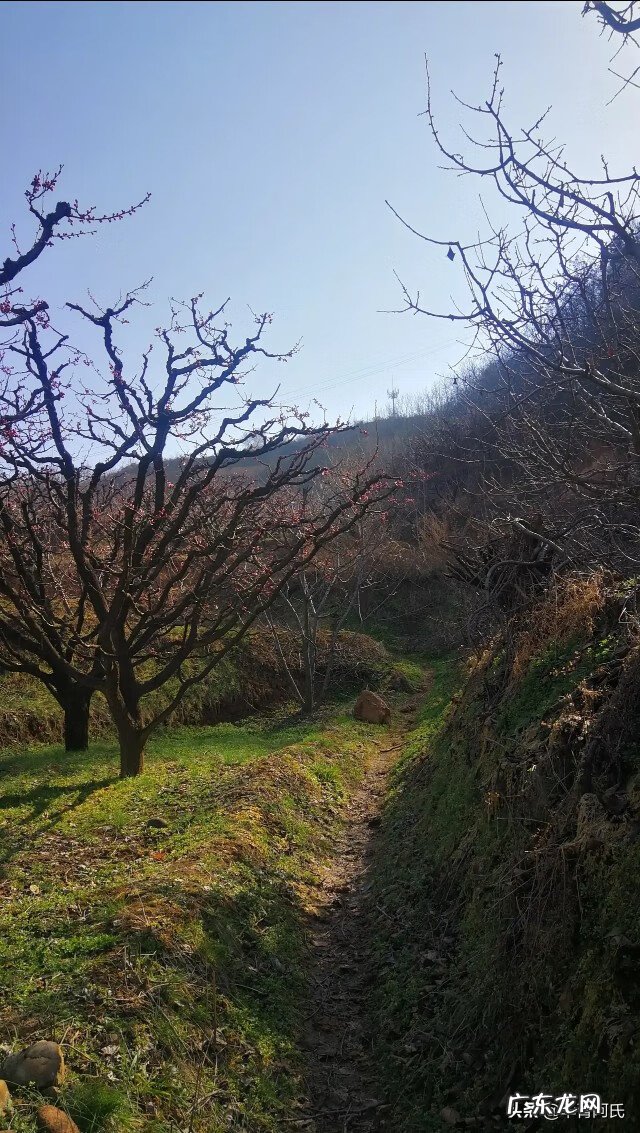 青州杏林堂 杏花 风水