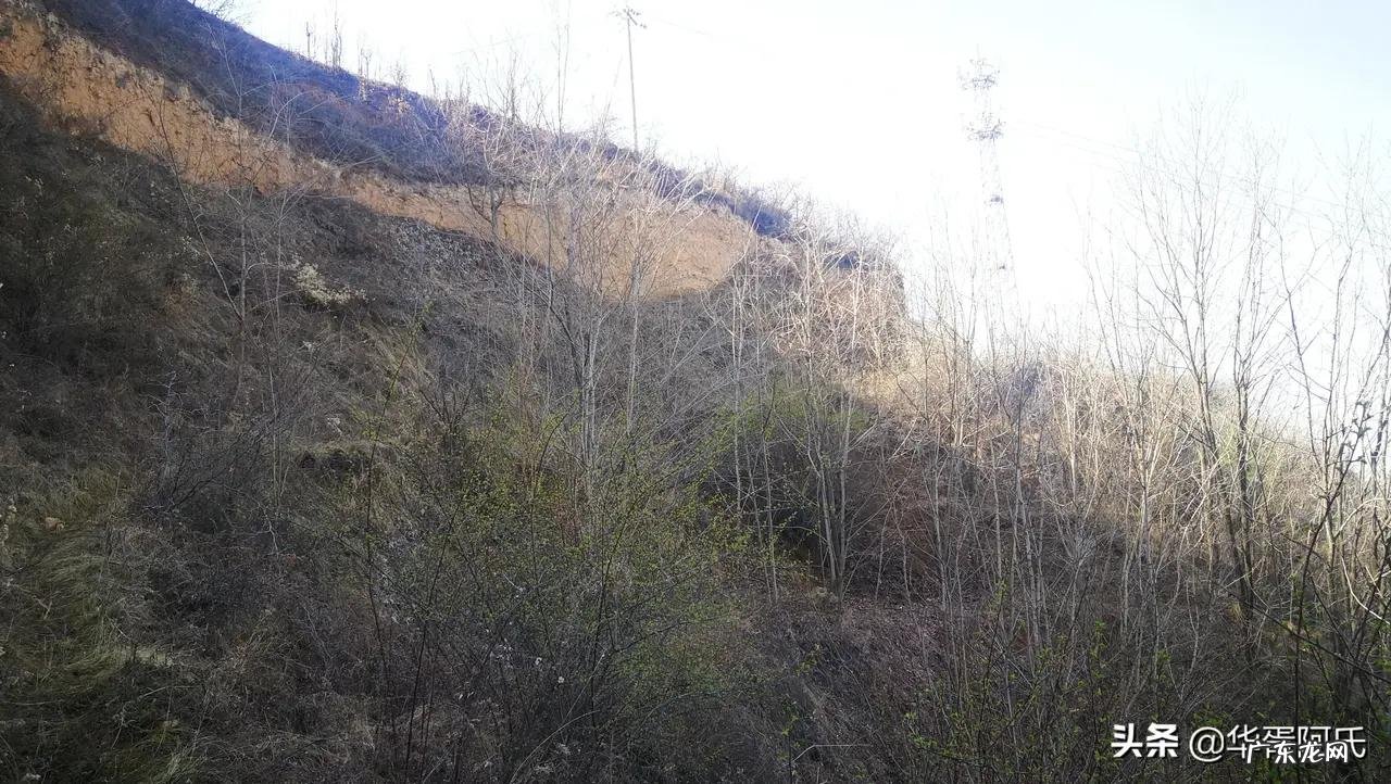 青州杏林堂 杏花 风水