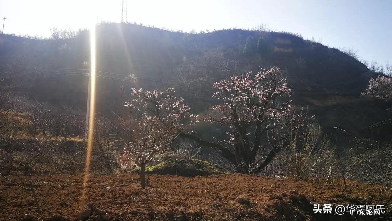 青州杏林堂 杏花 风水