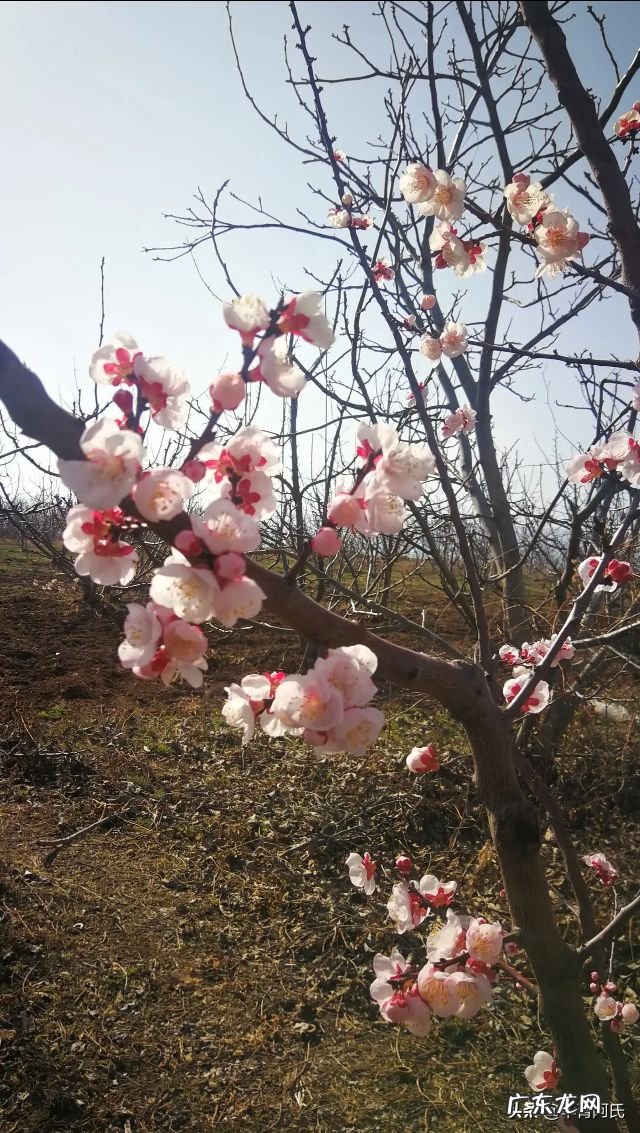 青州杏林堂 杏花 风水