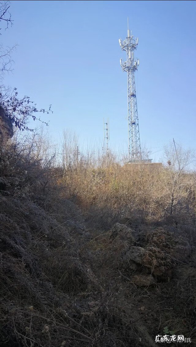 青州杏林堂 杏花 风水