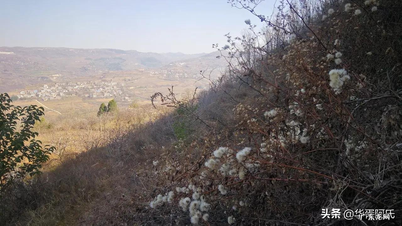 青州杏林堂 杏花 风水