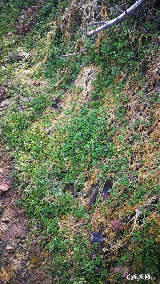 青州杏林堂 杏花 风水