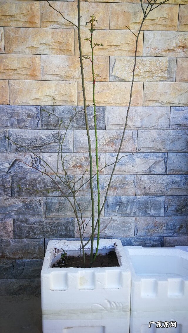 青州杏林堂 杏花 风水