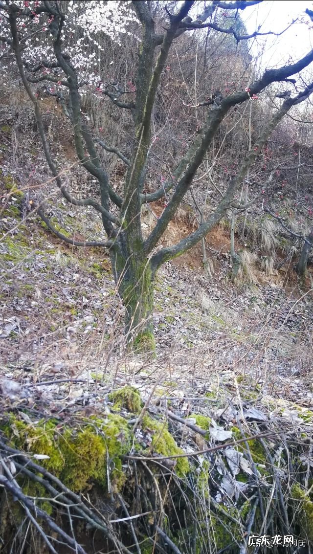 青州杏林堂 杏花 风水