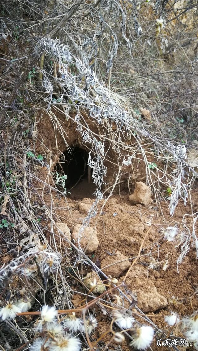 青州杏林堂 杏花 风水