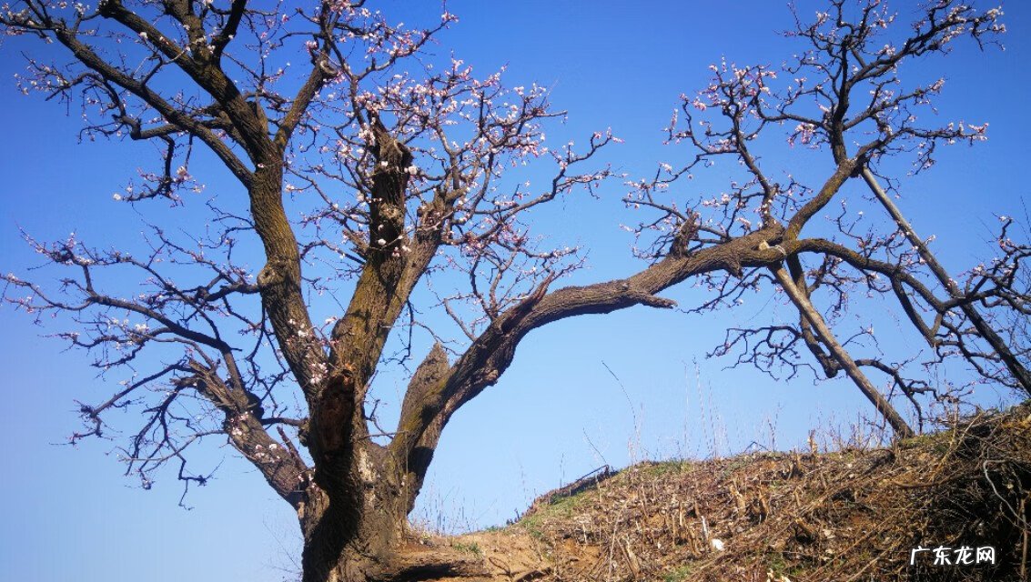 青州杏林堂 杏花 风水
