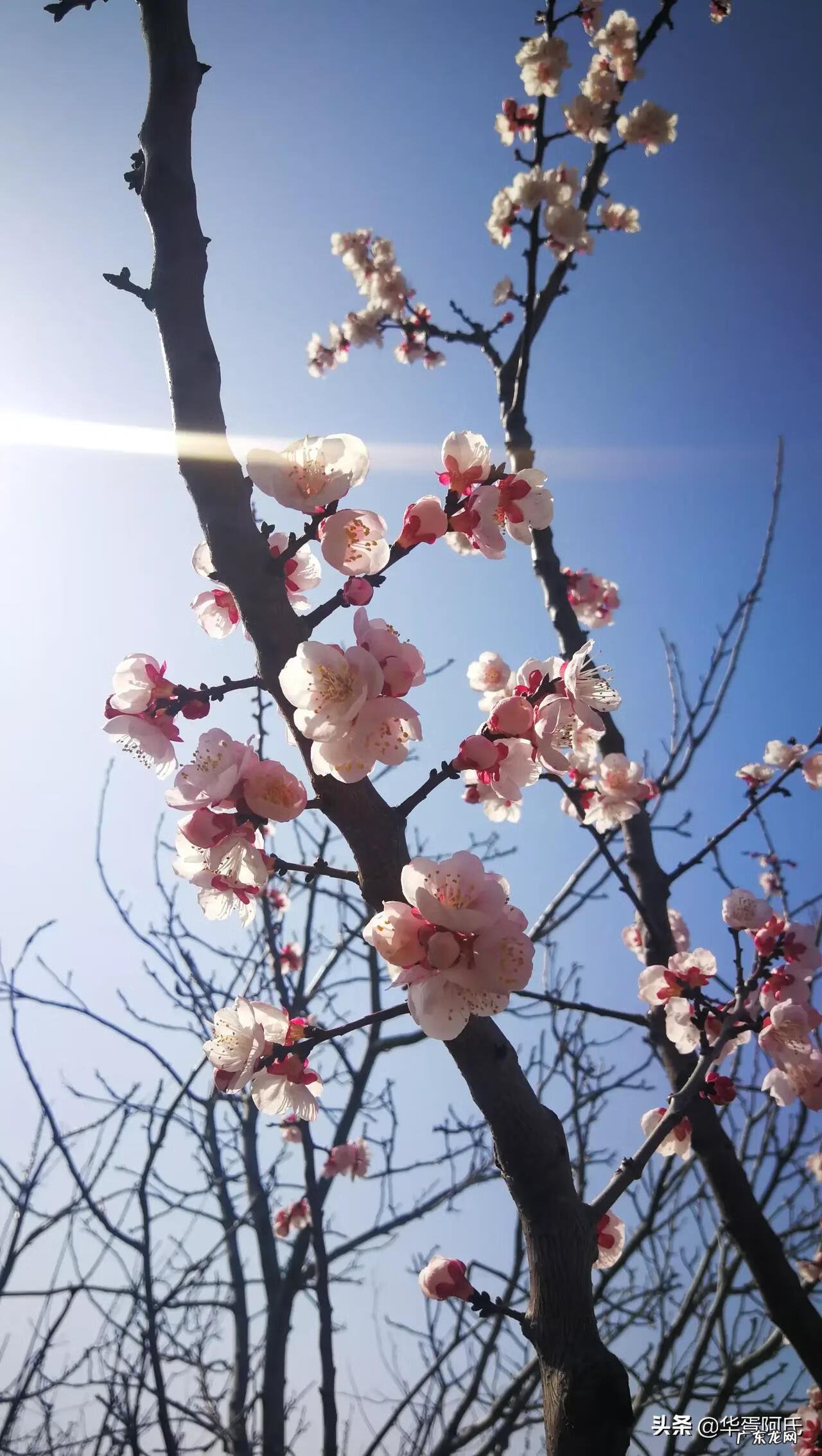青州杏林堂 杏花 风水