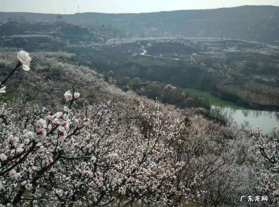 青州杏林堂 杏花 风水