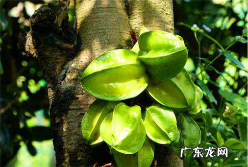 杨桃多少钱一斤？2022年杨桃市价多少钱？