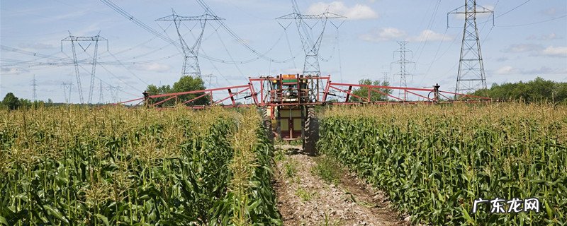 如何快速彻底消灭跳蚤？