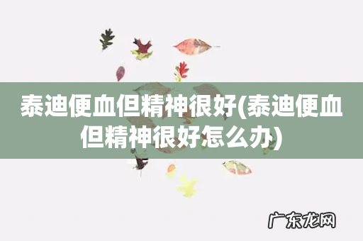 泰迪便血但精神很好怎么办 泰迪便血但精神很好