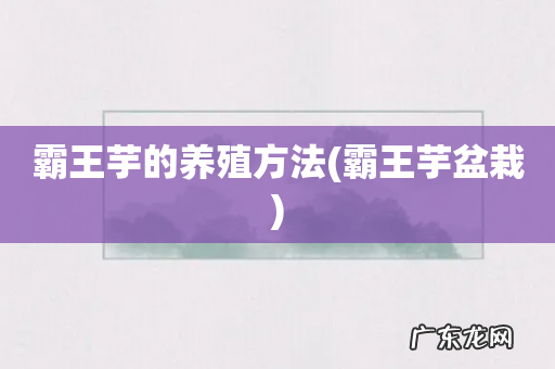 霸王芋盆栽 霸王芋的养殖方法