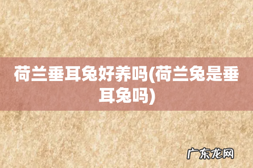 荷兰兔是垂耳兔吗 荷兰垂耳兔好养吗