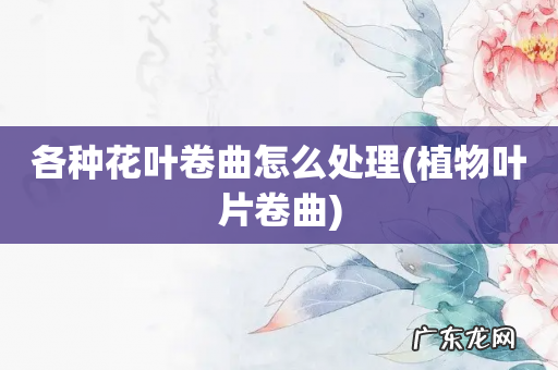 植物叶片卷曲 各种花叶卷曲怎么处理