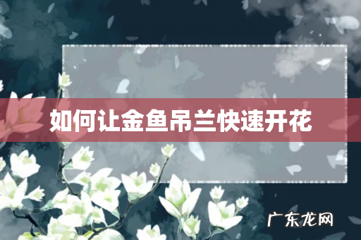 如何让金鱼吊兰快速开花