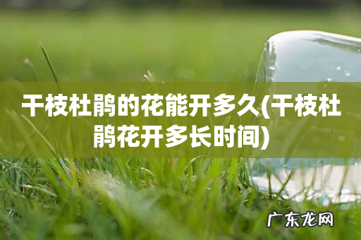 干枝杜鹃花开多长时间 干枝杜鹃的花能开多久
