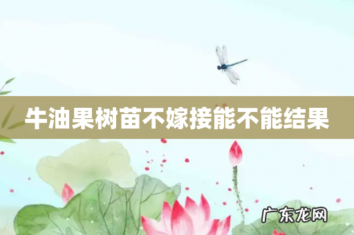牛油果树苗不嫁接能不能结果