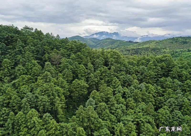 风水上拆墙的说法 旧房拆下的杉木风水