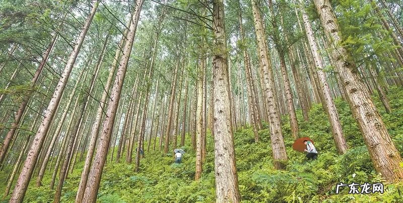 风水上拆墙的说法 旧房拆下的杉木风水