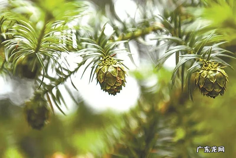 风水上拆墙的说法 旧房拆下的杉木风水