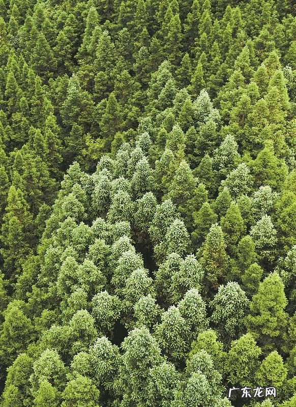 风水上拆墙的说法 旧房拆下的杉木风水