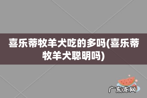 喜乐蒂牧羊犬聪明吗 喜乐蒂牧羊犬吃的多吗