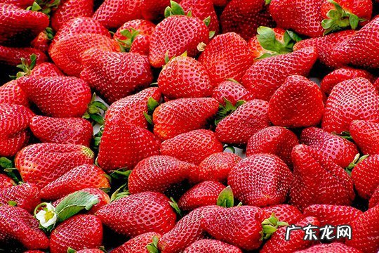 草莓可以放冰箱保鲜吗?